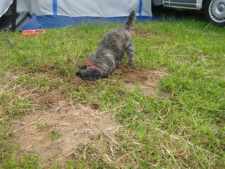 45Auf-der-Suche-nach-dem-Maulwurf